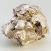 Muscovite « Testacée », Chabannes, Haute-Vienne.