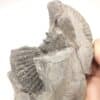 Ammonite dans Septaria (Quartz), Orpierre, Hautes-Alpes.
