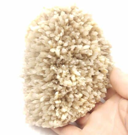 Baryte (Barytine), Cénomes, Aveyron.