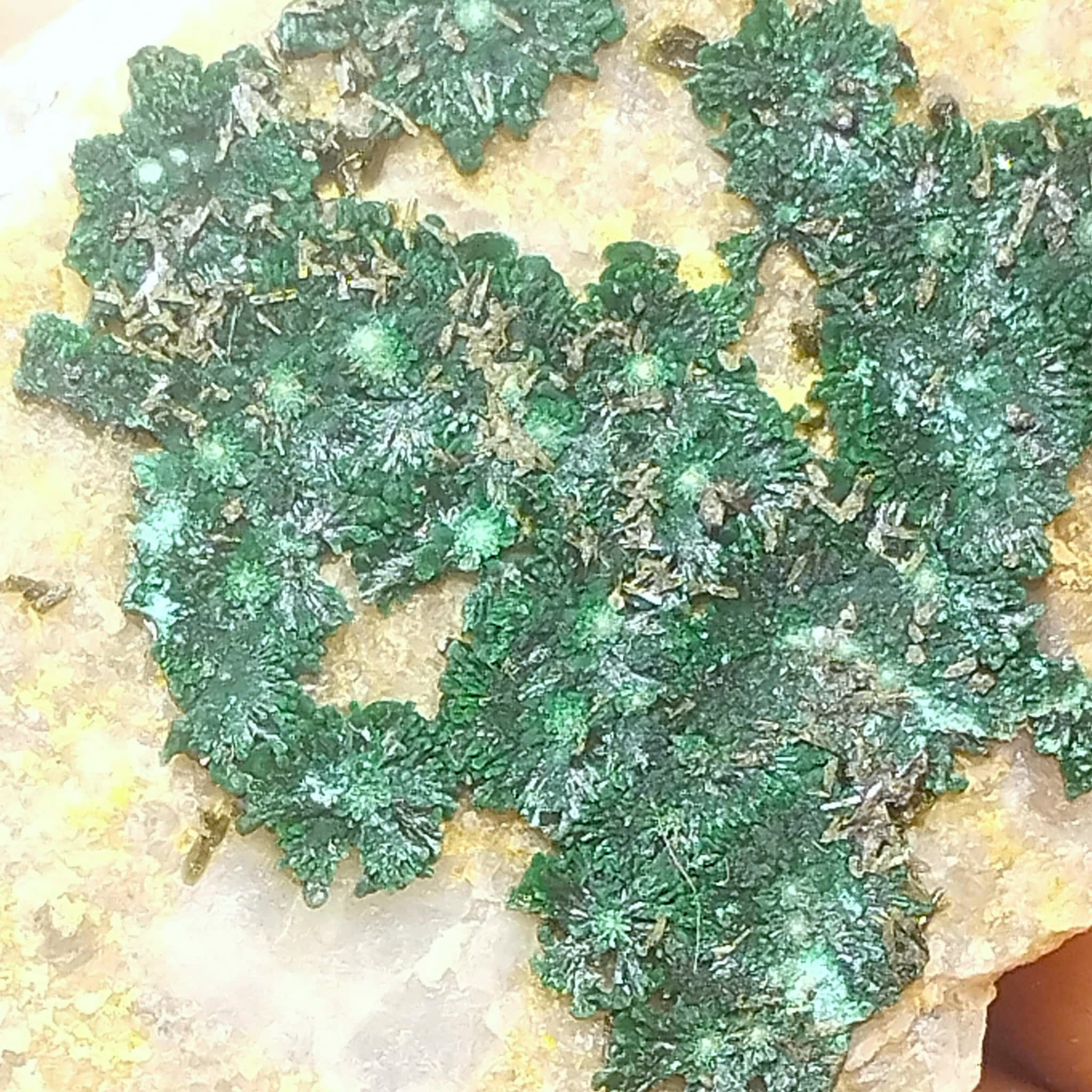 Malachite, Cap Garonne, Le Pradet, Var.
