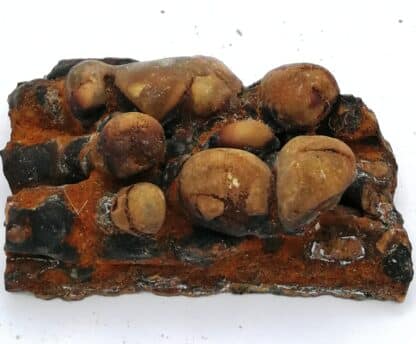 Aragonite, Karlsbad, Allemagne.