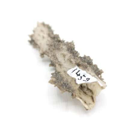 Léchatelierite (fulgurite) en provenance du Niger.