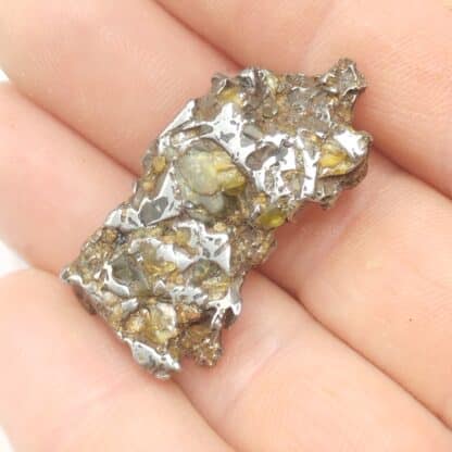 Pallasite (Météorite), Seymchan, Magadan, Russie.