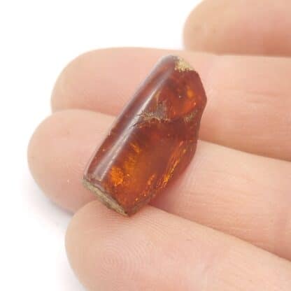 Ambre, Chevrières, Oise.