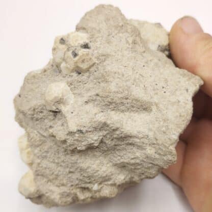 Leucite, Parco Chigi, Ariccia, Italie.