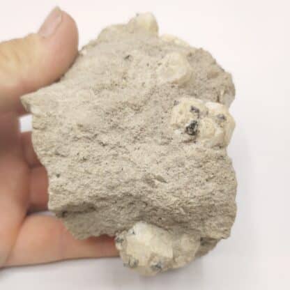 Leucite, Parco Chigi, Ariccia, Italie.