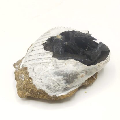 Vivianite dans Bivalve, Kertch, Crimée, Ukraine.
