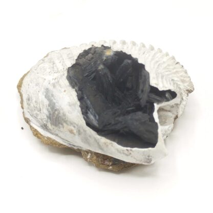 Vivianite dans Bivalve, Kertch, Crimée, Ukraine.