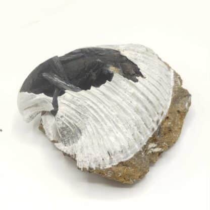 Vivianite dans Bivalve, Kertch, Crimée, Ukraine.