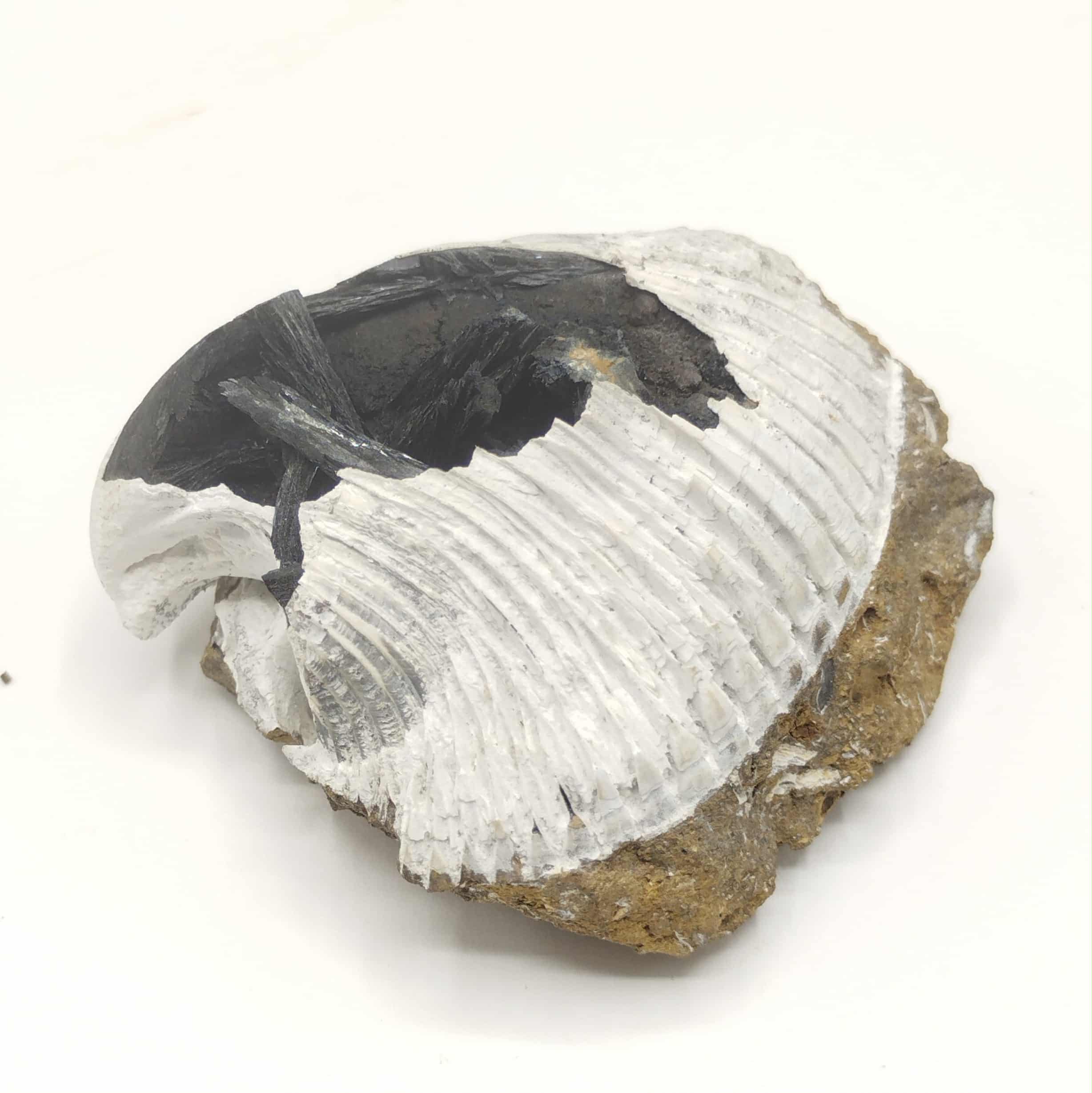 Vivianite dans Bivalve, Kertch, Crimée, Ukraine.