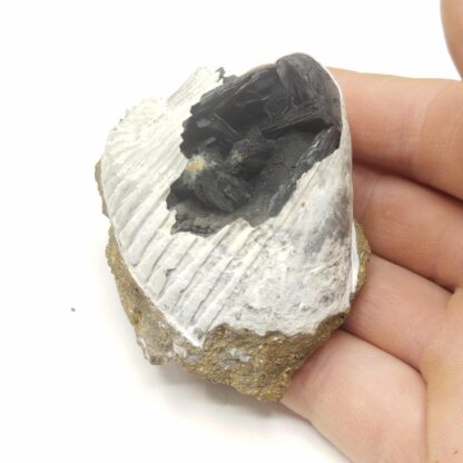 Vivianite dans Bivalve, Kertch, Crimée, Ukraine.