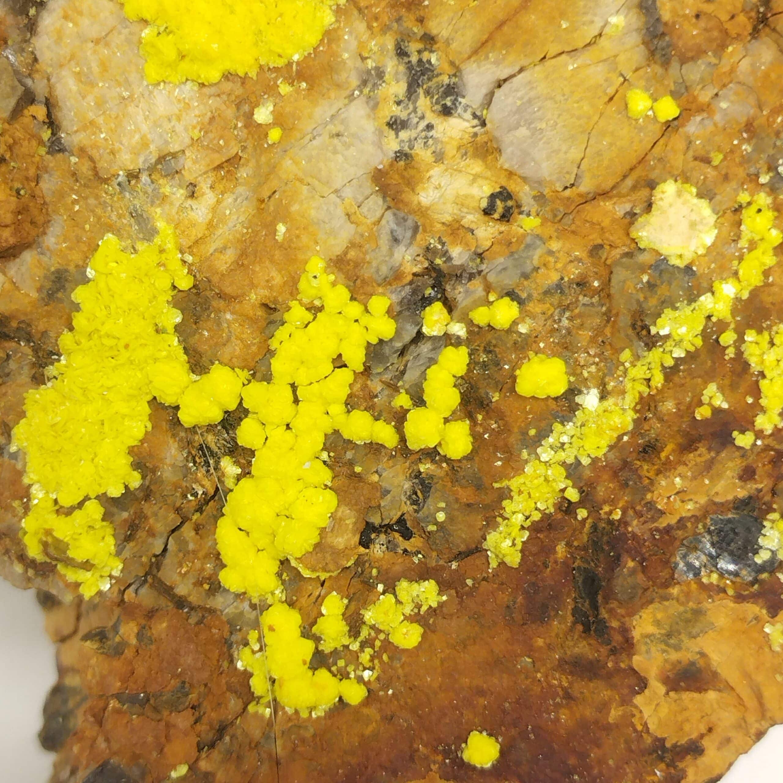 Vivianite dans Bivalve, Kertch, Crimée, Ukraine.