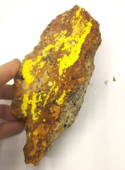 Vivianite dans Bivalve, Kertch, Crimée, Ukraine.