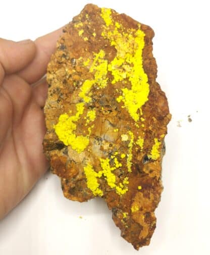 Vivianite dans Bivalve, Kertch, Crimée, Ukraine.