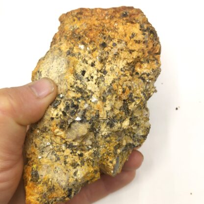 Vivianite dans Bivalve, Kertch, Crimée, Ukraine.
