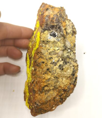 Vivianite dans Bivalve, Kertch, Crimée, Ukraine.