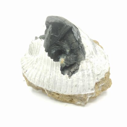 Vivianite dans Bivalve, Kertch, Crimée, Ukraine.