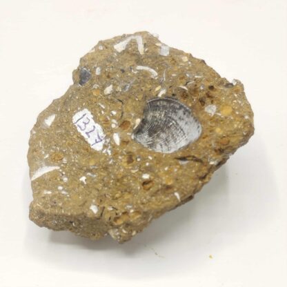 Vivianite dans Bivalve, Kertch, Crimée, Ukraine.
