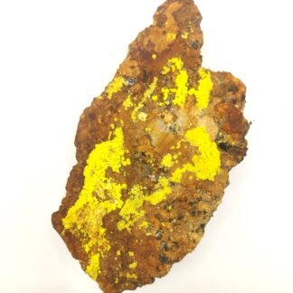 Vivianite dans Bivalve, Kertch, Crimée, Ukraine.