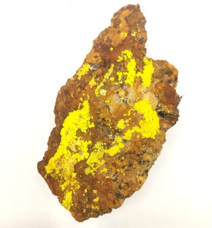 Vivianite dans Bivalve, Kertch, Crimée, Ukraine.