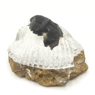 Vivianite dans Bivalve, Kertch, Crimée, Ukraine.