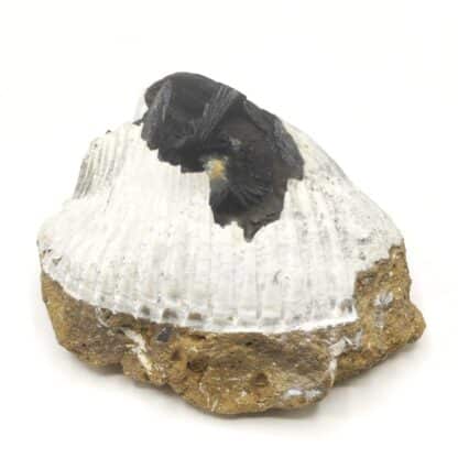 Vivianite dans Bivalve, Kertch, Crimée, Ukraine.