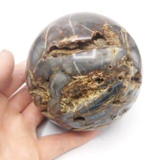 Sphère en bois fossile (Psaronius Bibractensis), Autun, Saône-et-Loire.