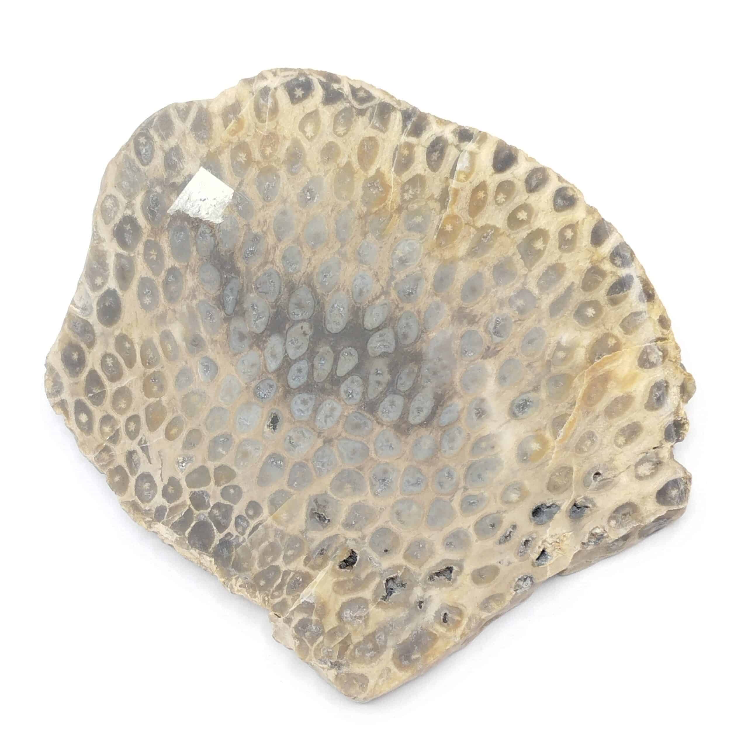 Xylojaspe (Jaspe, Fossile), Champ de la Justice, Autun, Saône-et-Loire.