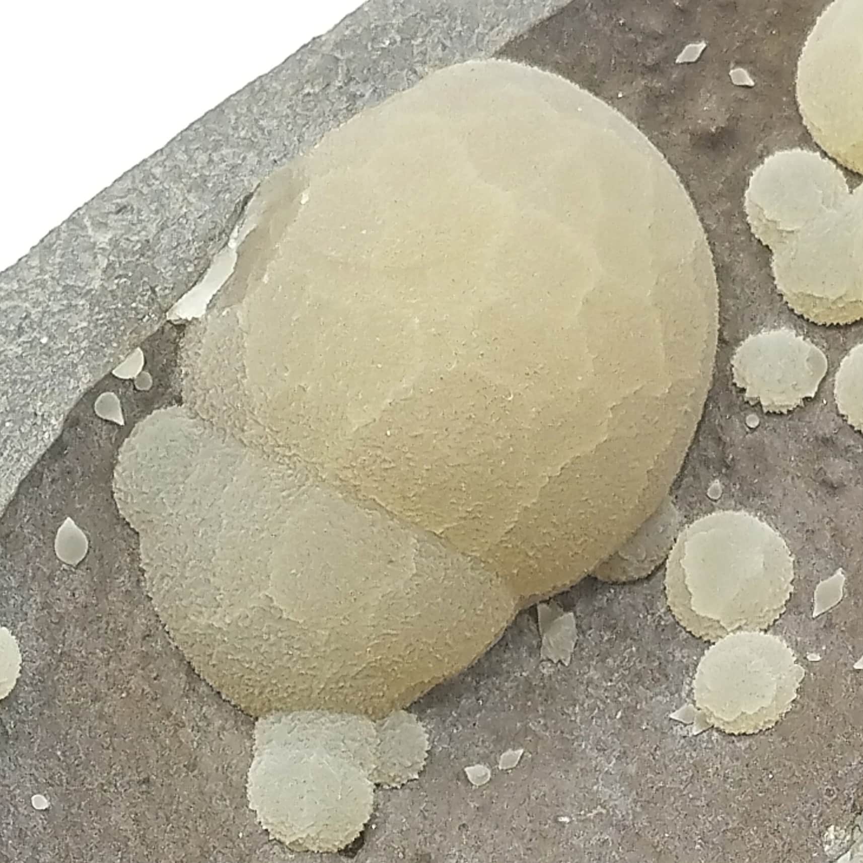 Calcite (vatérite), Montalto di Castro, Toscane, Italie.