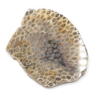 Xylojaspe (Jaspe, Fossile), Champ de la Justice, Autun, Saône-et-Loire.