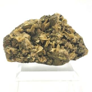 Chalcopyrite et Sidérose (Mésitite), Saint-Sylvestre, Urbeis, Bas-Rhin, Alsace.