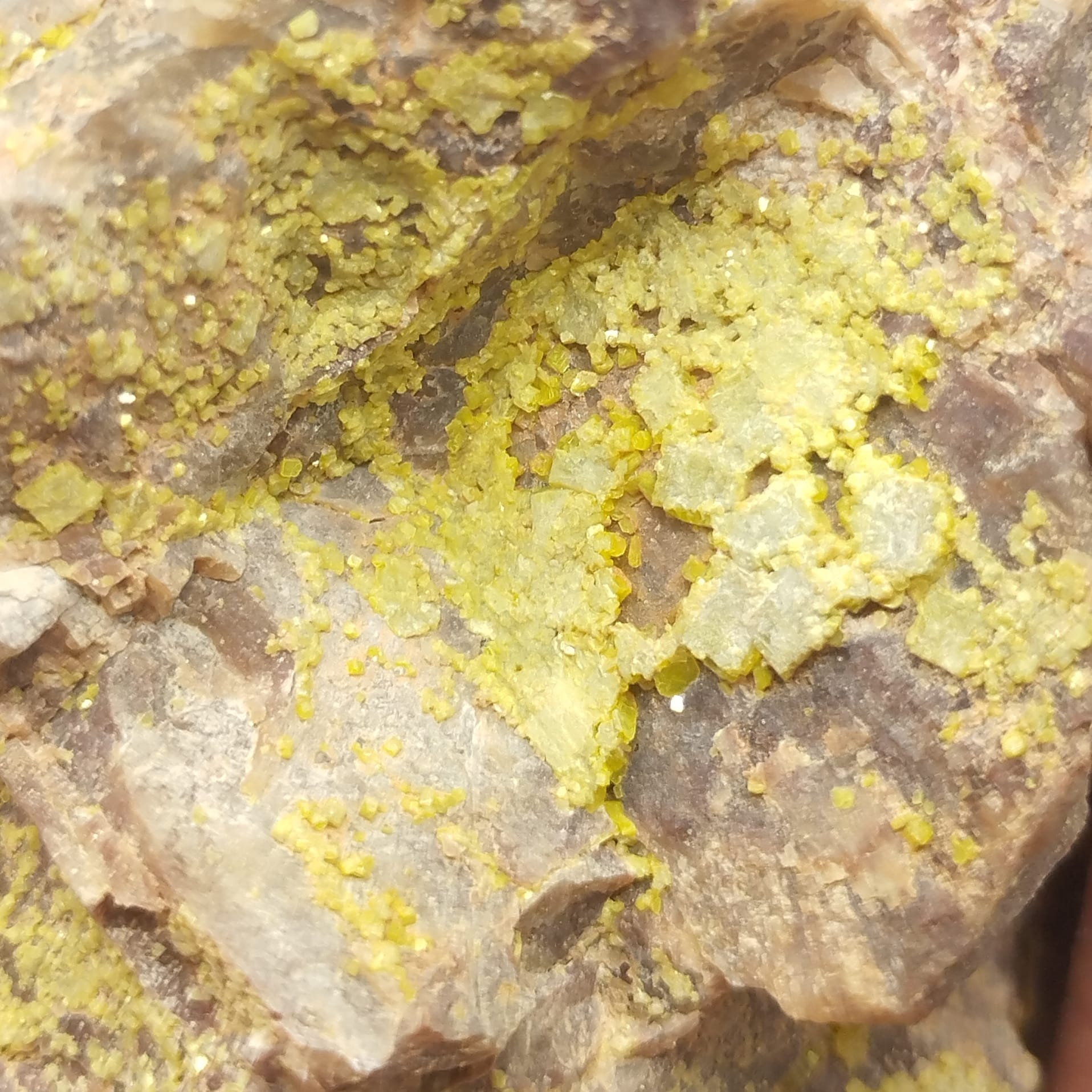 Autunite, Les Oudots, Marly-sous-Issy, Saône-et-Loire (Morvan).